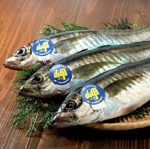 アジ(300~400g×3匹) 天然一本釣り 送料無料(北海道・沖縄・東北は別途送料)