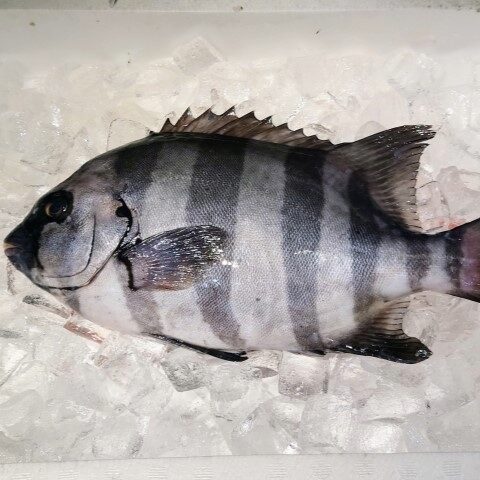 石鯛 イシダイ(約800~1,200g) 送料無料(北海道・沖縄・東北は別途送料)