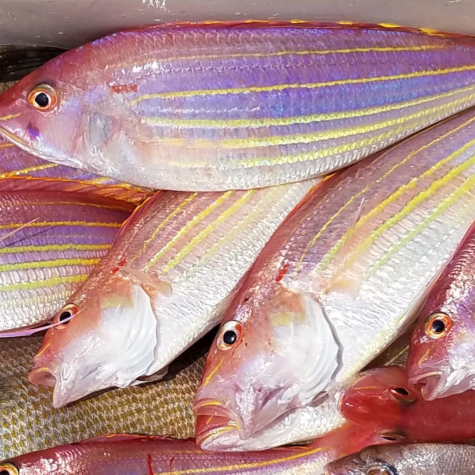 イトヨリダイ(1~3匹で400~500g) 原体分 送料無料(北海道・沖縄・東北は別途送料)