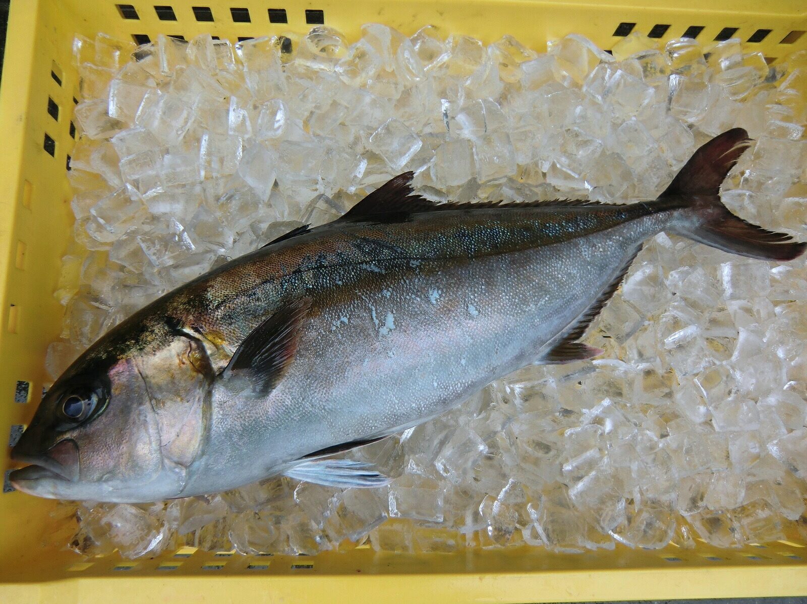 カンパチ(3~4㎏) 送料無料(北海道・沖縄・東北は別途送料)