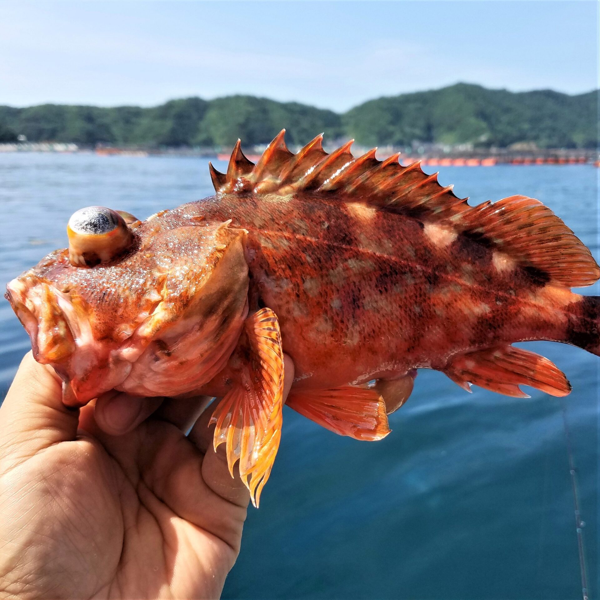 カサゴ(2~3匹で500~600g) 原体分 冷凍 送料無料(北海道・沖縄・東北は別途送料)