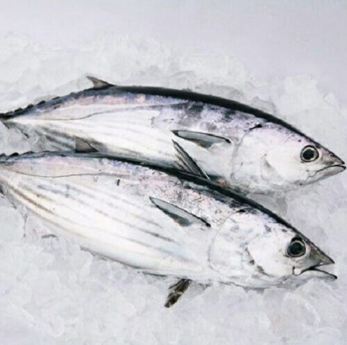 カツオ 高知沖 天然一本釣り 送料無料(北海道・沖縄・東北は別途送料)