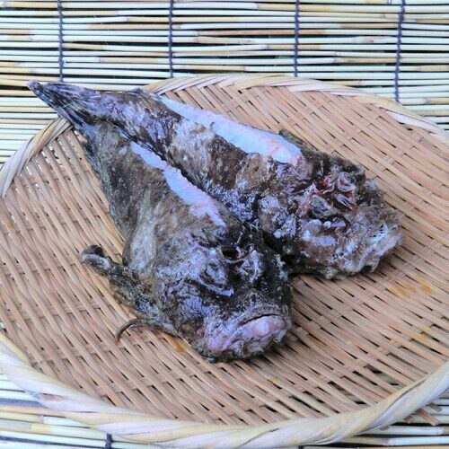 オコゼ 虎魚(2~3匹で400~500g) 原体分 送料無料(北海道・沖縄・東北は別途送料)