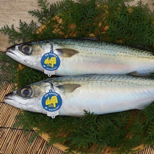 佐田岬天然物! サバ 送料無料(北海道・沖縄・東北は別途送料) (Copy)