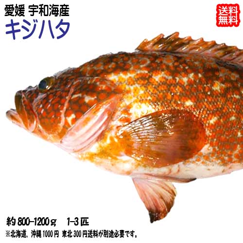 キジハタ(1~3匹で800~1,200g) 送料無料(北海道・沖縄・東北は別途送料)