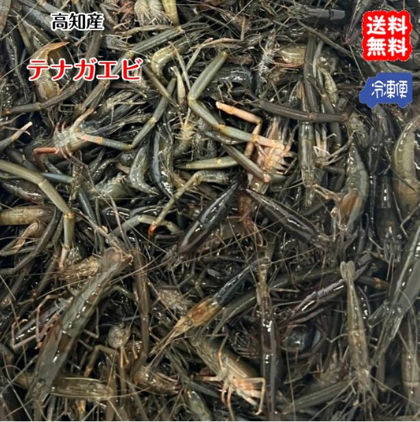 テナガエビ 高知産 天然　送料無料（北海道・沖縄・東北は別途送料）