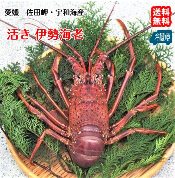 活伊勢海老 いせえび 1尾～　送料無料（北海道・沖縄・東北は別途送料）